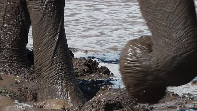 Closeup of an elephant's trunk and feet walking through a muddy waterhole, Kruger National Park.