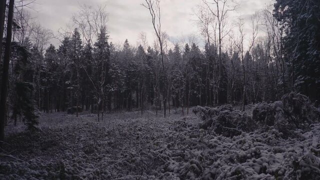 Walk Through Creepy Forest With Dense Foliage In Background Under Overcast Sky. - Approach Shot
