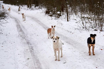 A flock of homeless dogs on the road in the forest in winter.