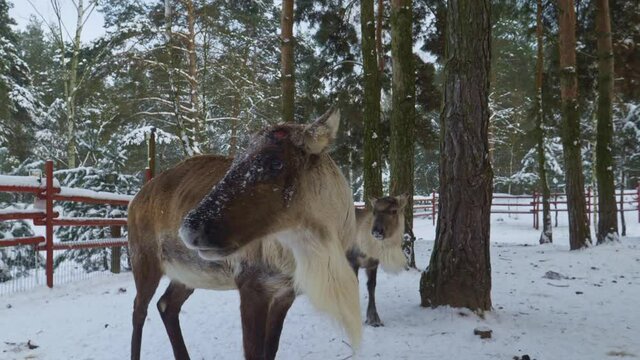 Low angle close view of the face of a female reindeer