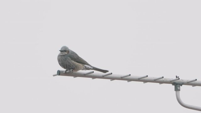 A fixed shot of a Brown Eared Bulbul hopping on a Yagi-Uda antenna in Tokyo, Japan.