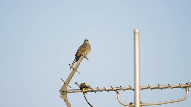 A fixed shot of a Brown-eared Bulbul flying off from a Yagi-Uda antenna in Tokyo, Japan.
