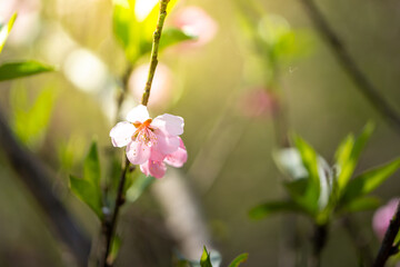 Obraz premium Sakura flowers blooming blossom in Chiang Mai, Thailand