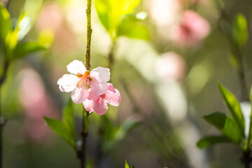 Sakura flowers blooming blossom in Chiang Mai, Thailand