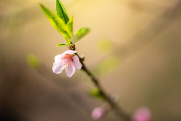 Sakura flowers blooming blossom in Chiang Mai, Thailand