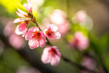 Sakura flowers blooming blossom in Chiang Mai, Thailand