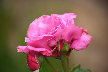 Fototapeta premium rosa y capullos