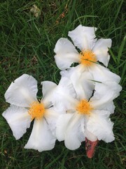 잔디밭 위 흰색 꽃