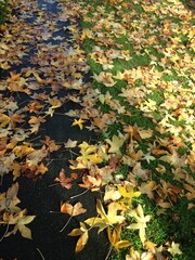 잔디밭 위 노란 단풍잎