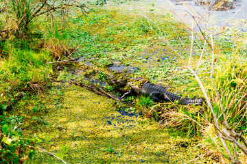 The landscape of lettuce park and Hillsborough river in Florida	