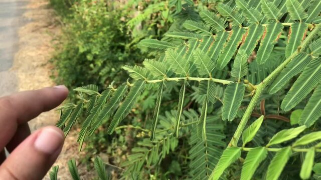 hand holding grass sensitive plant 