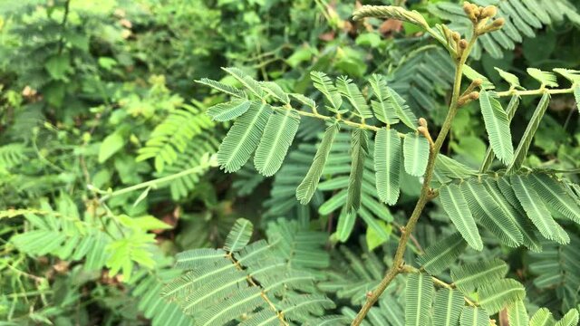 fern leaves sensitive plant 