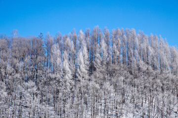 北海道冬の風景　富良野の樹氷