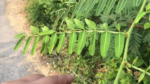 hand holding a plant sensitive plant 