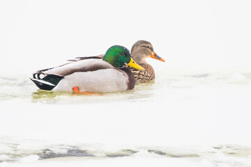 Snow Covered Mallard Drake and Hen Ducks Rest on a Pond in Winter