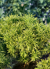 Beautiful green plant under sunlight