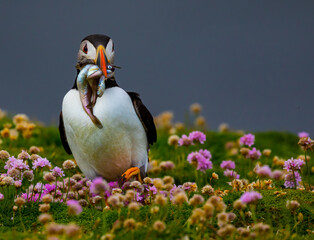 Naklejka premium Puffin with fish in sea pink
