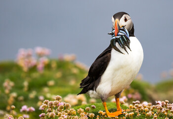 Puffin with fish in sea pink