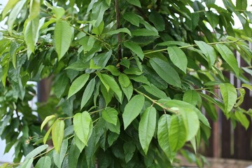 green leaves on a tree