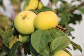 apples on tree