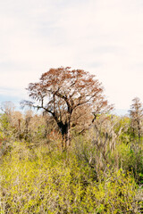 The landscape of lettuce park and Hillsborough river in Florida	