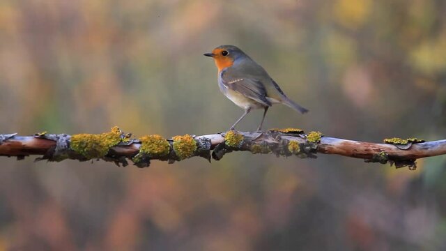 robin sits on a branch in the night forest and flies