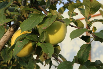 apples on tree