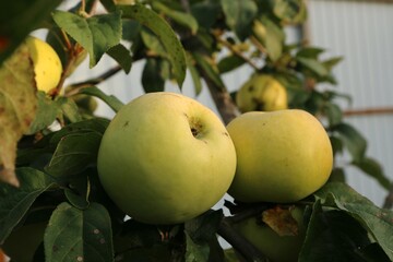 apples on tree