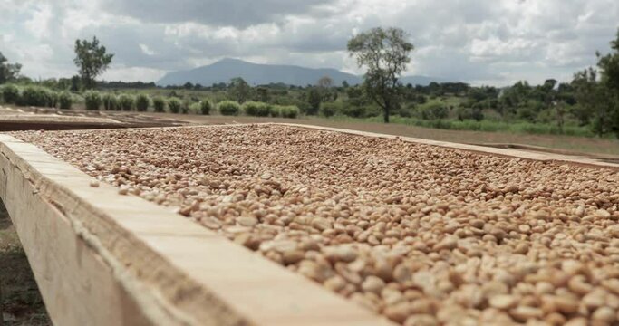 Peanut groundnuts harvested in Malawi Africa, the most important crop of the republic, Pan left close up shot