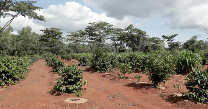 Fruit tree plantation with peanut plants and other exotics in Malawi Africa, Dolly right shot
