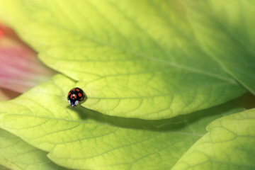 a ladybug crawls on the autumn yellowing leaves. the insect is in sharpness, and the leaves are blurred