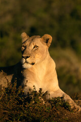 Close-up portrait of a lioness keeping watch in the warm early morning sun of South Africa