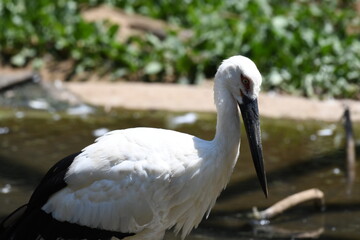 ニホンコウノトリ