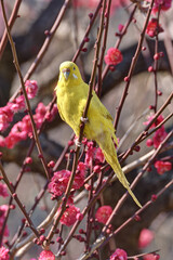 梅林のインコ