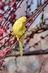 梅林のインコ