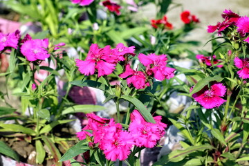 selective focus shot of Beautiful blooming Purple Dianthus barbatus flowers in the garden. Many bright flowers.