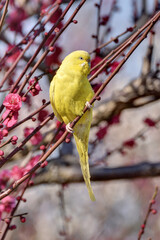 梅林のインコ