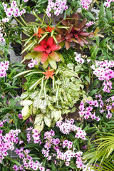 pink flowers in the garden