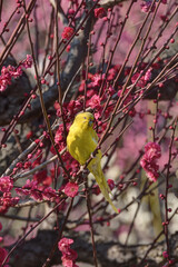 梅林のインコ