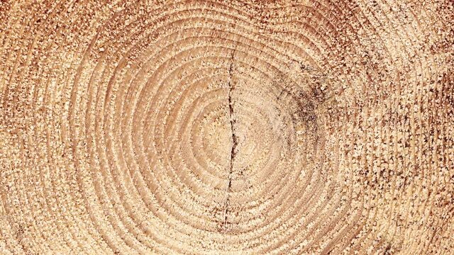 4K stable shots of cut down pine trees in the mountains of Romania.