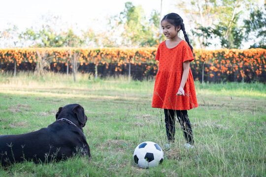 A Young Asain Girl Playing Football With Her Big Black Dog Outside The Grass Ground In The Yard In The Evening. ,