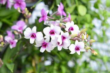 orchid flowers in the garden