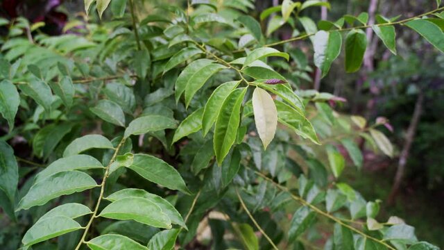 Slow panning shot of green guayusa tena healing plant in the rainforest of Ecuador. Close up footage.