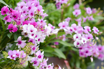 Fototapeta na wymiar orchid flowers in the garden