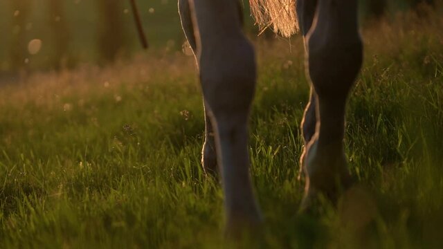 Close view of the legs of a horse walking in slow motion over a grass field during the sunset.
