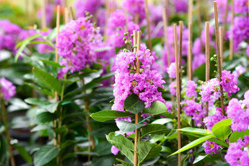 flowers in the garden