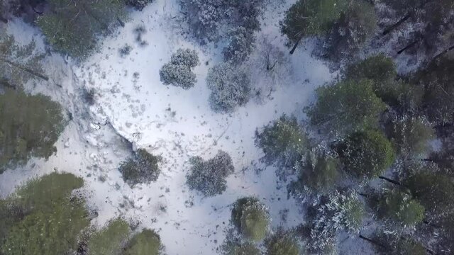 Top aerial view of a snowed forest of green pines in the south of Spain.