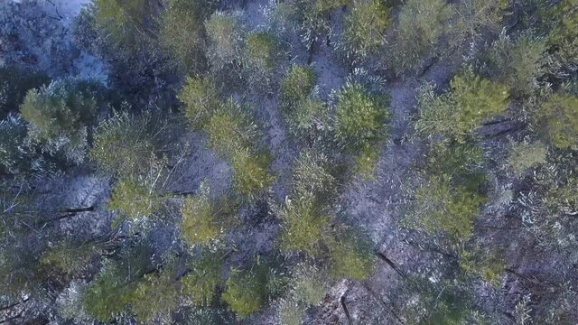 Aerial overhead view over a snowed forest of conifers in the south of Spain.
