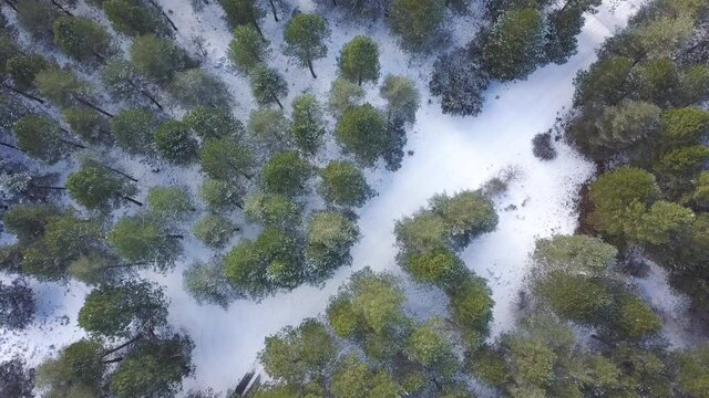 Aerial overhead descending shot over a trail among a snowed forest of Spanish pines.