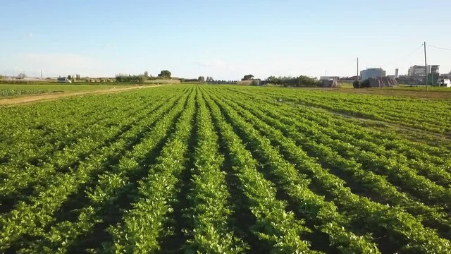aerial images of a field of lettuce cultivation in Spain Europe drone green vegetables